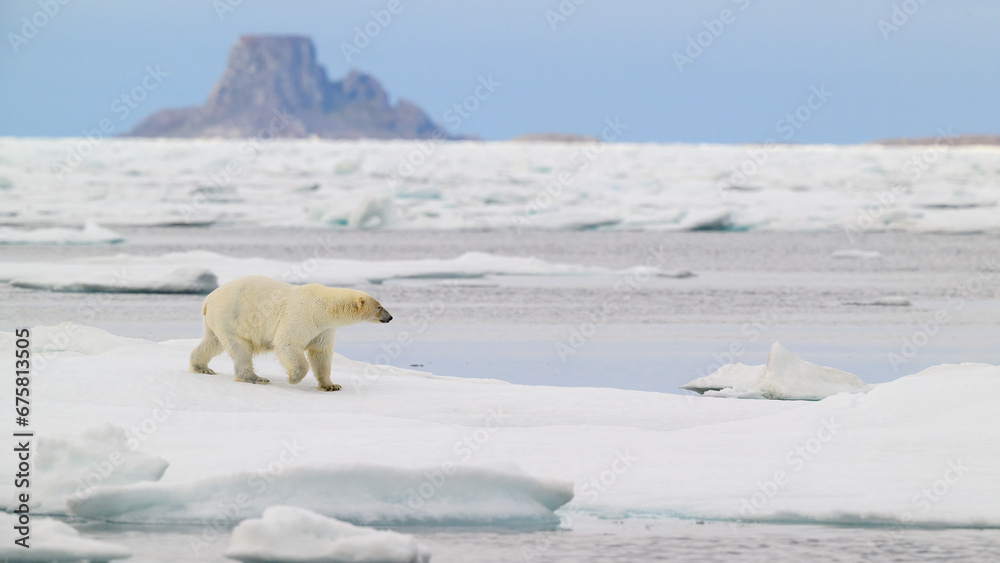 Polar bear (Ursus maritimus) on ice, Svalbard, Norway Polar bear (Ursus maritimus) on ice, Svalbard, Norway