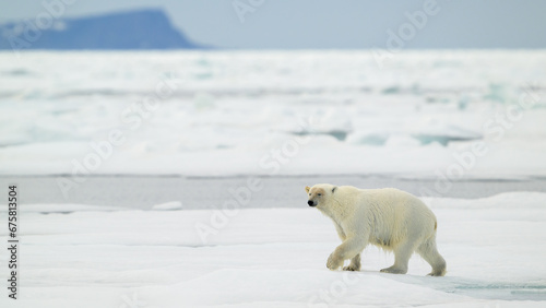 Polar bear (Ursus maritimus) on ice, Svalbard, Norway photo