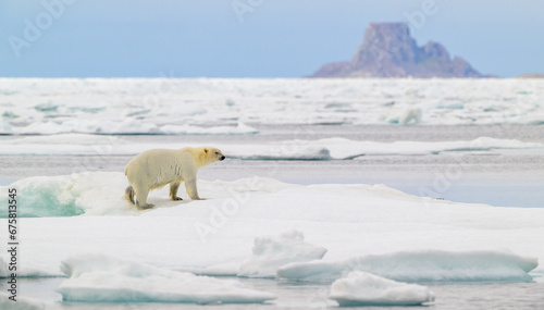 Polar bear (Ursus maritimus) on ice, Svalbard, Norway photo