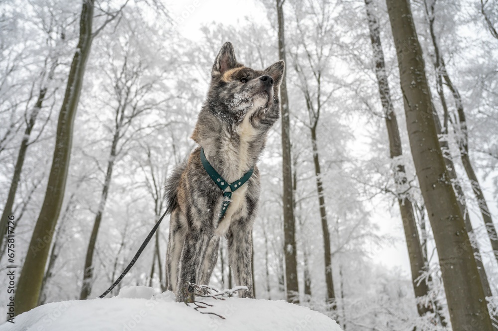 Obraz premium Akita Inu dog stands in a snow-covered landscape