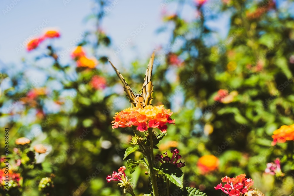 Garden scene featuring a variety of colorful flowers with an eastern tiger swallowtail.