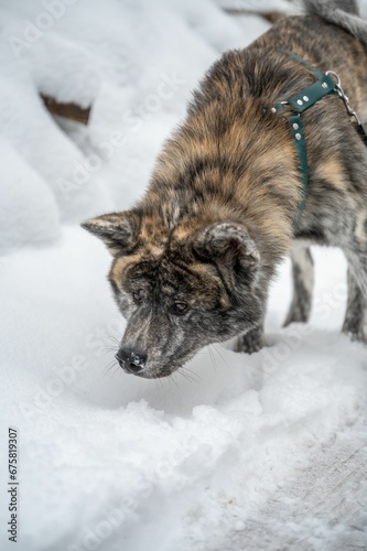 Close-up of a brown and white akita inu dog standing in a snowy forest © Wirestock