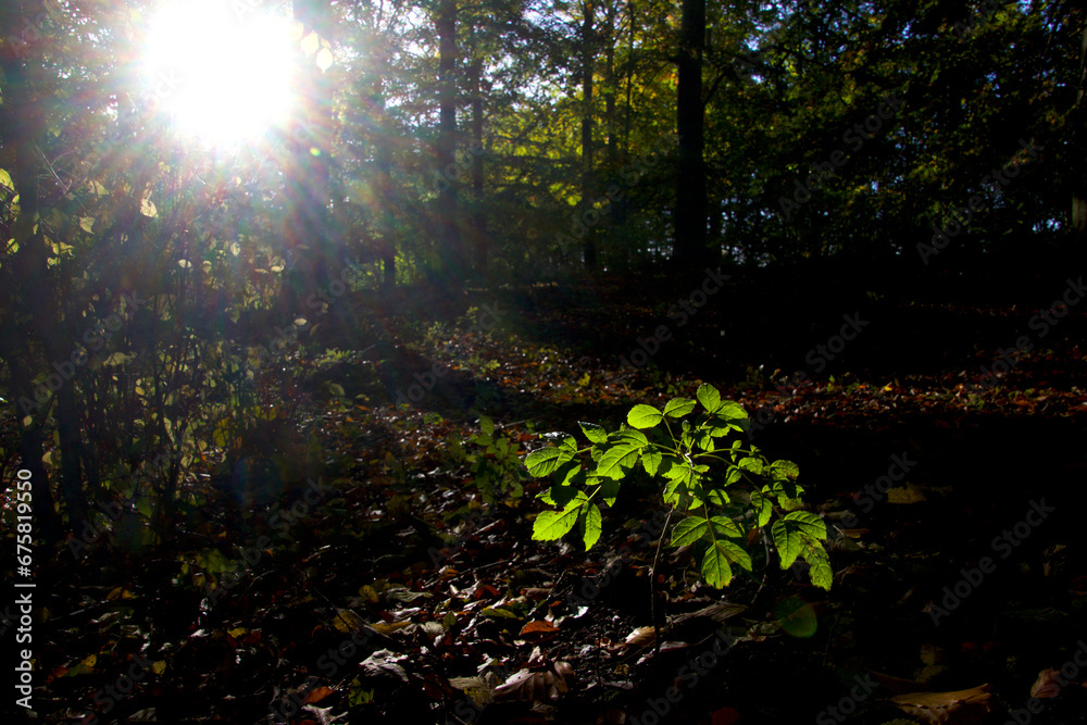 Obraz premium Small tree in spotlight in the forest floor