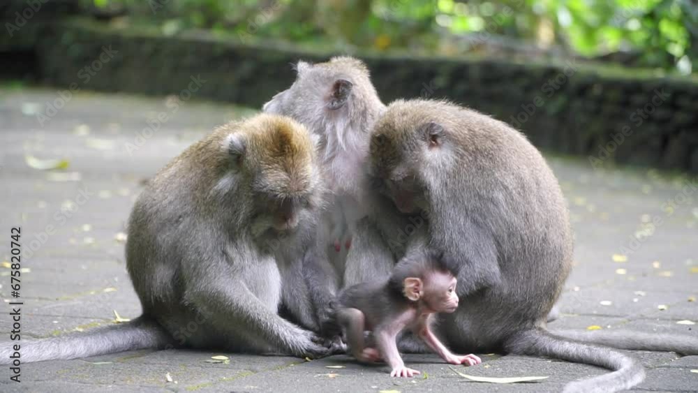 A Touch of Tenderness: Mother Macaque Monkey and Newborn Expressing Unconditional Love at Sacred Monkey Forest Sanctuary, Ubud, Bali. Perfect for Emotional Storytelling and Wildlife Enthusiasts