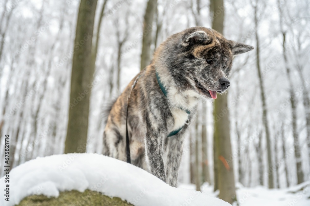 Fototapeta premium Majestic akita inu dog stands atop a snow-covered landscape, surrounded by snow-covered trees
