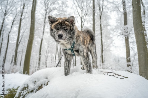 Majestic akita inu dog stands atop a snow-covered landscape  surrounded by snow-covered trees