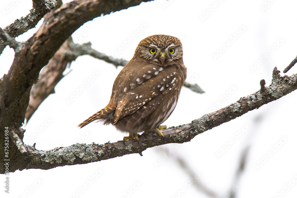 Fototapeta premium Ferruginous Pygmy owl, Glaucidium brasilianum, Calden forest, La Pampa Province, Patagonia, Argentina.