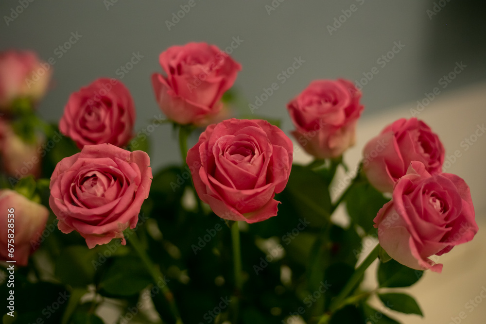 Beautiful roses close-up. Mother's day women's day holiday