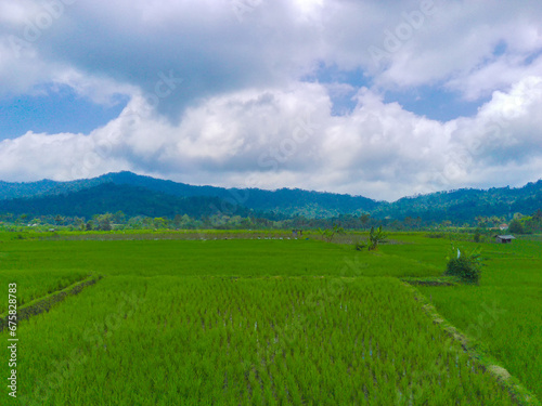 Aerial view of lush green rice terraces in Pronojiwo, Lumajang, East Java, Indonesia.