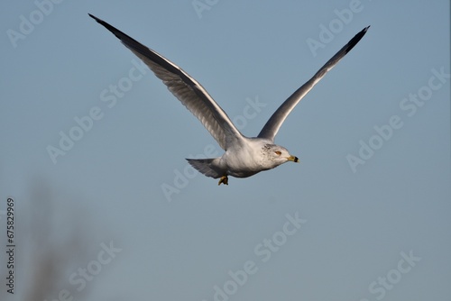 White seagull soaring through a cloudless, bright blue sky © Wirestock
