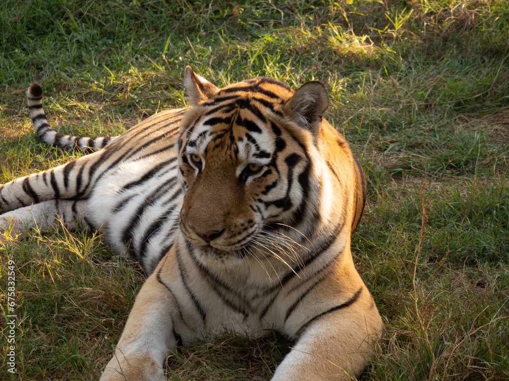 Tiger lies on the ground with hay on a sunny day Tiger lies on the ground with hay on a sunny day
