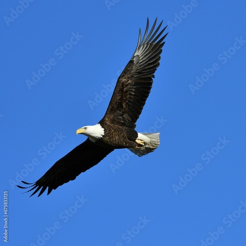 American Bald Eagle soaring through a clear blue sky with its wings outstretched