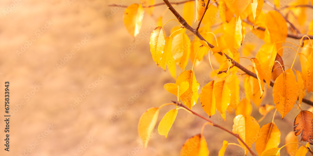 Autumn background with copy space, banner. Yellow leaves on tree branches, soft focus Autumn background with copy space, banner. Yellow leaves on tree branches, soft focus