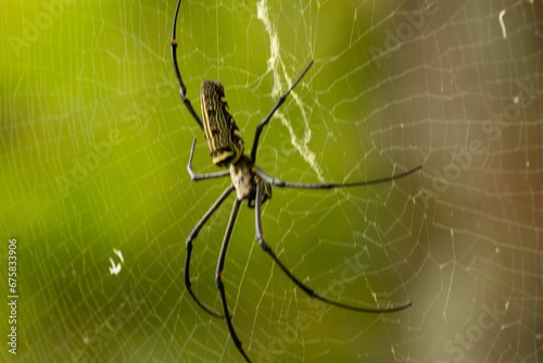 Intricate spider web with a spider perched in the center, illuminated by natural sunlight © Wirestock