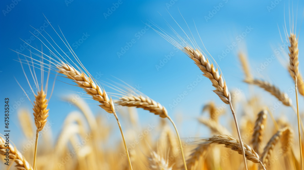 Close up view of golden wheat that is raising on the field, against blue sky Close up view of golden wheat that is raising on the field, against blue sky