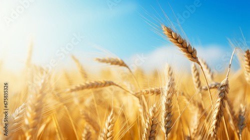 Close up view of golden wheat that is raising on the field  against blue sky