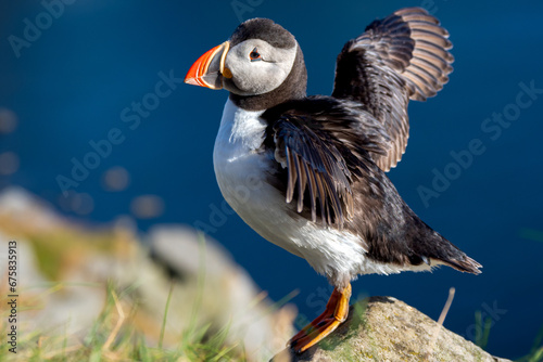 Puffin with its wings spread out open  © Mike Workman