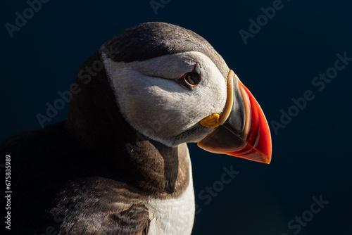 Close up of super cute Puffin - Wildlife of Norway © Mike Workman