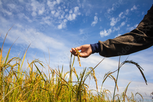 Rice fields in thailand. Golden yellow rice. Rice plant disease. Farmer's hand holds the rice plant.