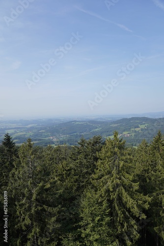 Tranquil scene of tall trees in a lush forest setting with a clear blue sky overhead.