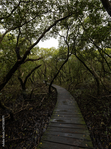 Wooden pathway around mangrove trees.