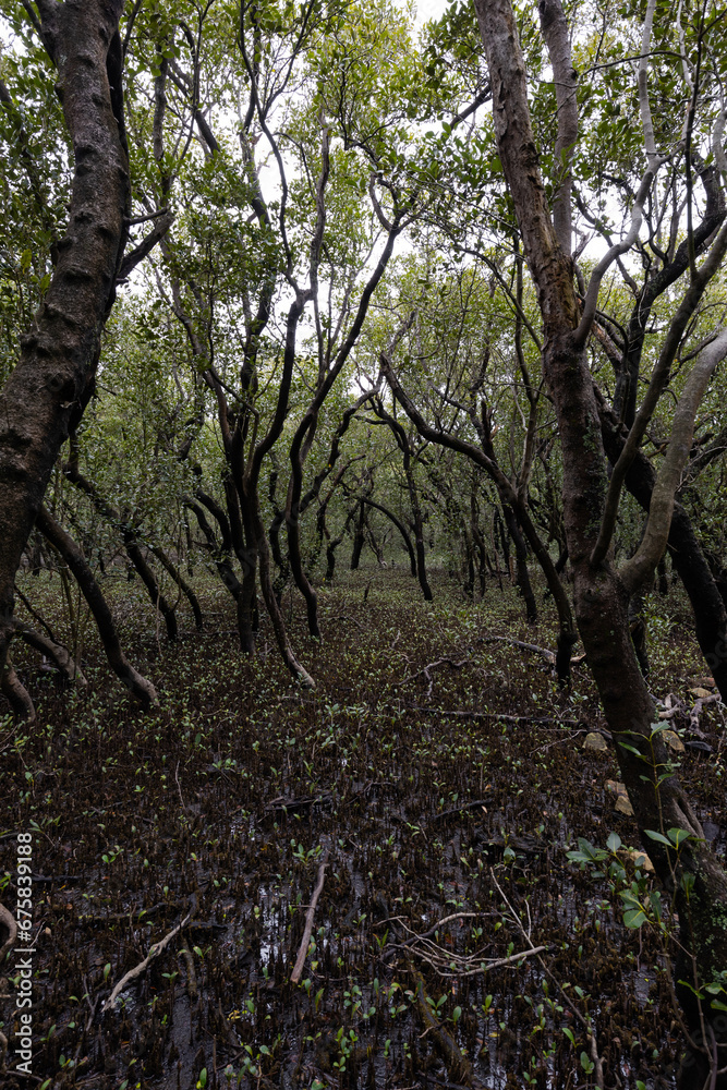 Dense view of mangrove trees in the park. Dense view of mangrove trees in the park.