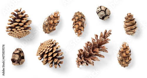 Foto collection of pinecones: various conifer cones isolated over a transparent backg