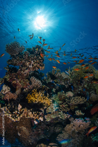 Fototapeta Naklejka Na Ścianę i Meble -  Colorful reef fish on a coral reef in the Red Sea in Egypt with the sun in background and beautiful sun rays in the blue water