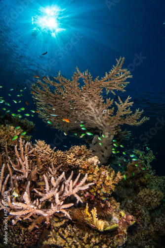 Fototapeta Naklejka Na Ścianę i Meble -  Colorful green and orange reef fish on a coral reef in the Red Sea in Egypt with the sun in background and beautiful sun rays in the blue water