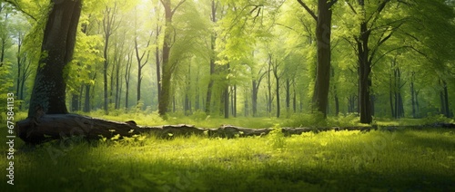 Sunlight in the green forest, spring time © grigoryepremyan