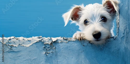 Cute dog puppy peeking out from hole in wall.  © grigoryepremyan