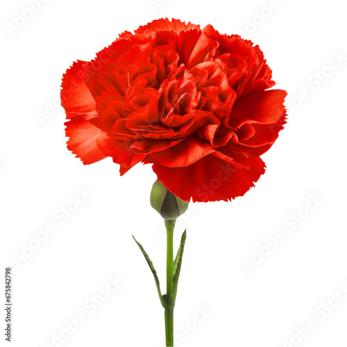 red flower carnation on isolated background