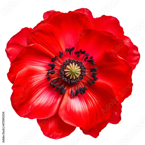 Red flower poppy on isolated background