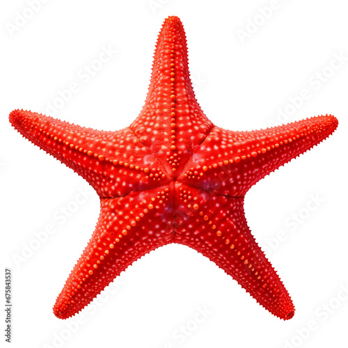 starfish on isolated background