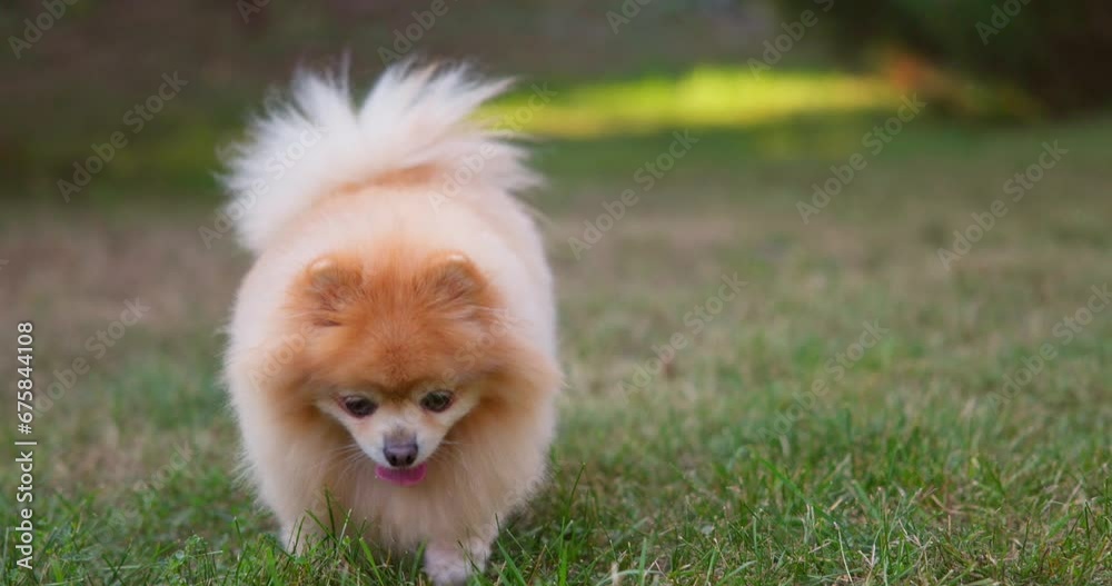 Happy Little Cute Fluffy Pedigree Pomeranian Dog walking outdoor at park on a grass lawn Happy Little Cute Fluffy Pedigree Pomeranian Dog walking outdoor at park on a grass lawn