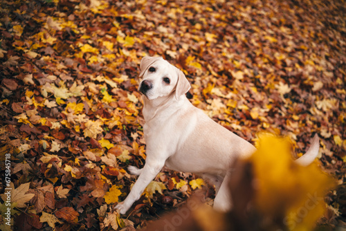 Labrador and autumn leaf