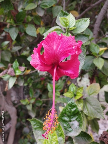 Hibiscus flower red pink 