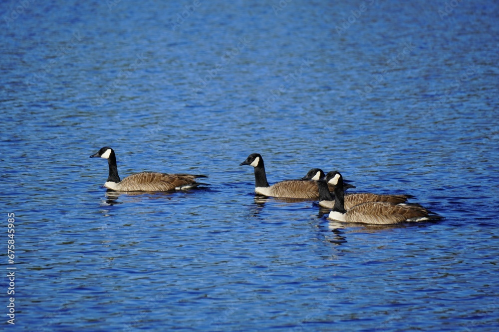 Group of duck leisurely swimming across a tranquil lake at the break of dawn Group of duck leisurely swimming across a tranquil lake at the break of dawn