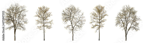 Set of autumn large and medium Ash Fraxinus and sycamore platanus maple trees fallen leaves isolated png on a transparent background perfectly cutout fall
 photo