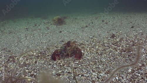 Closeup of an American lobster on brown grass underwater photo