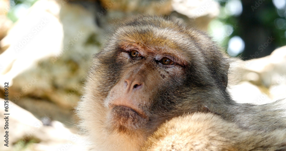 Obraz premium Barbary Macaque, macaca sylvana, Portrait of Adult