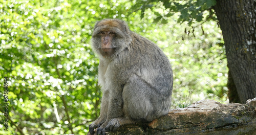 Barbary Macaque, macaca sylvana, Adult standing on Branch photo