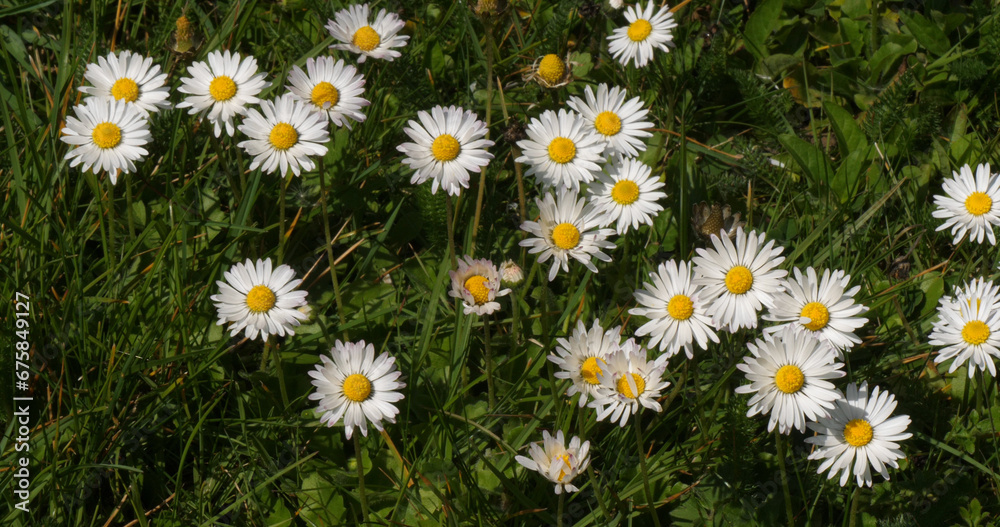 Daisies, Bellis perennis, Normandy in France Daisies, Bellis perennis, Normandy in France