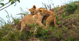 African Lion, panthera leo, Cub Playing