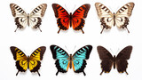 Closeup of different colored butterflies isolated on white background