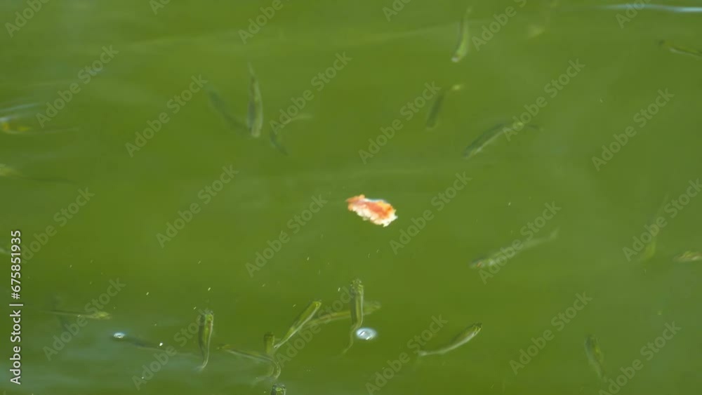 Hungry fish in slow motion. Pond background. Baiting fish with bread, top view. Fish breeding 4K footage. Fresh water in the lake. Fish fry. Hungry fish in slow motion. Pond background. Baiting fish with bread, top view. Fish breeding 4K footage. Fresh water in the lake. Fish fry.