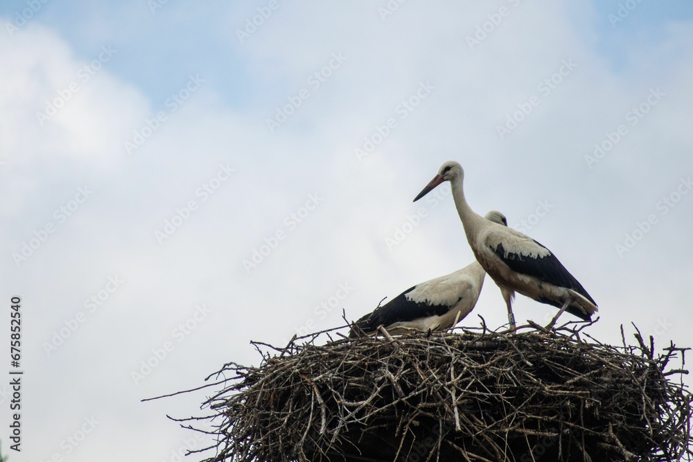 Fototapeta premium Storks perched on a nest perched high in the sky, standing close together