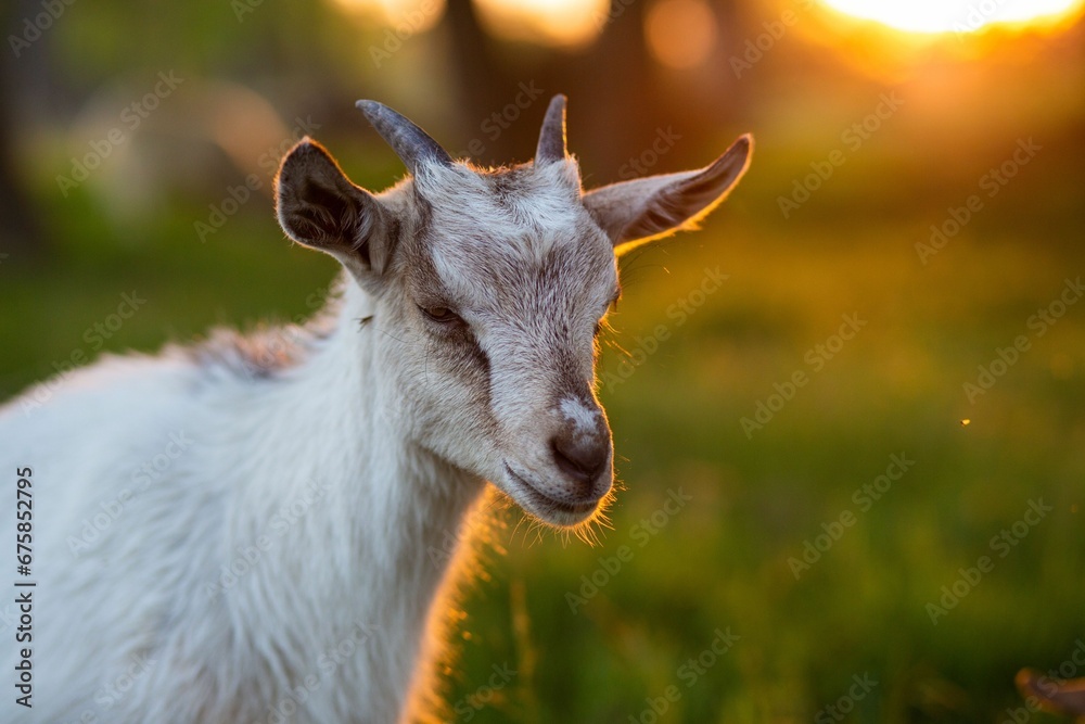 Obraz premium a goat stands in the grass, with bright yellow light in the background