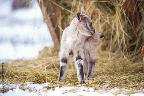 Adorable baby goat in a wintery landscape
