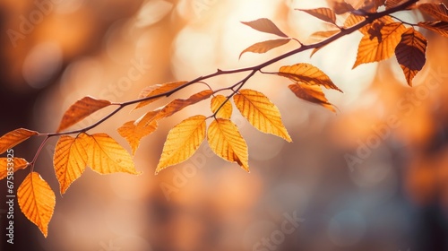 a tree branch with autumn leaves, a visual ode to the changing season.